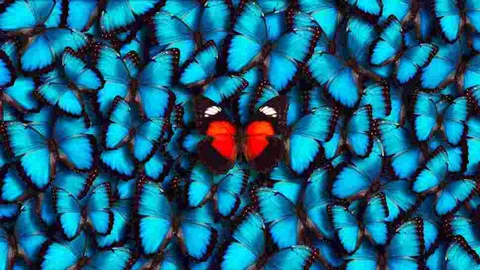 ترس از پروانه ها و حشرات بالدار