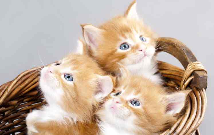 چگونه ترس از گربه را از بین ببریم | فوبیای گربه