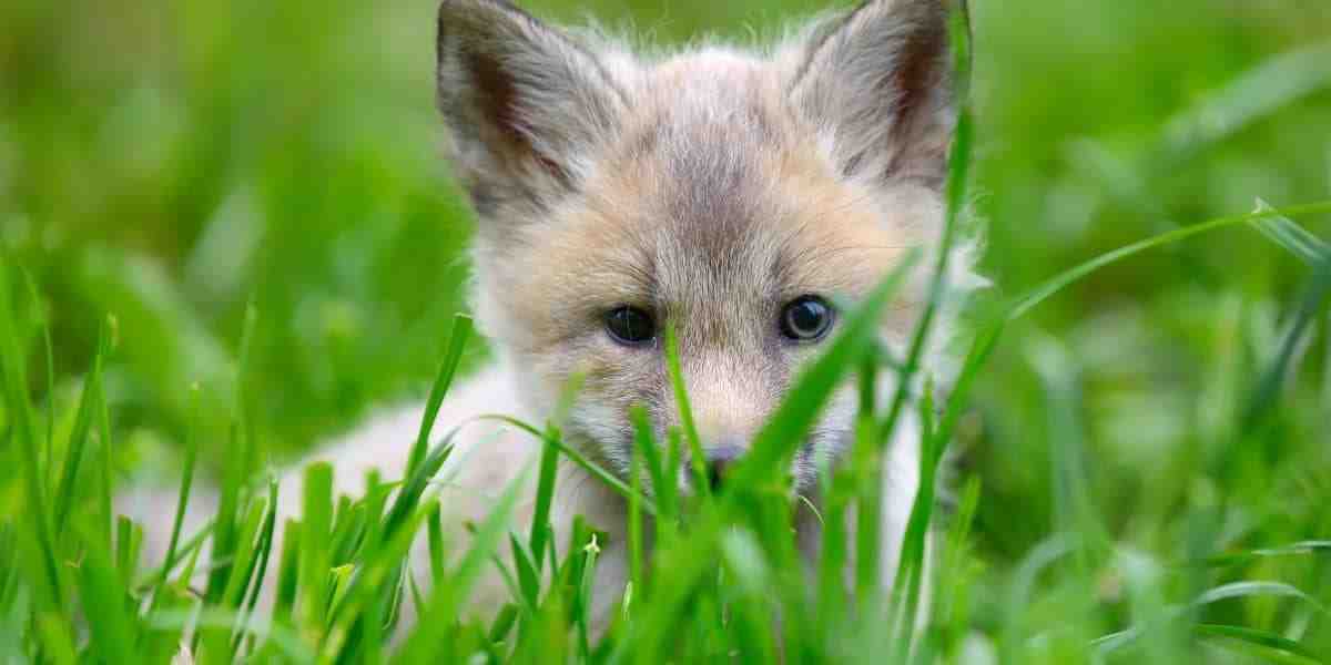 چگونه ترس از حیوانات را از بین ببریم | فوبیای حیوانات